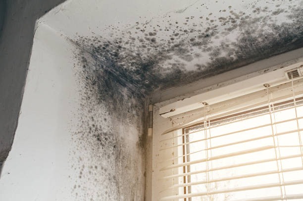 Trusted Black Mold Removal service in Flourtown, PA - Cheap Mold Removal