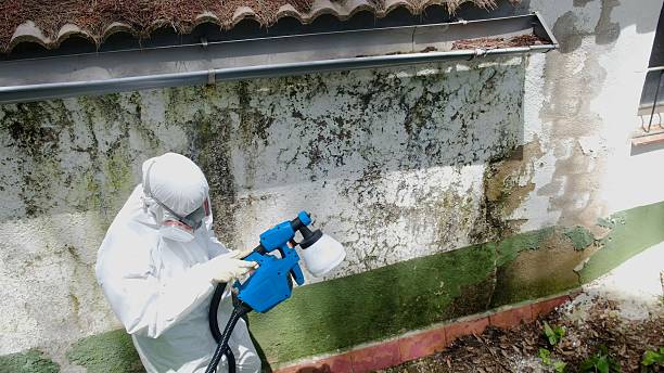 Trusted Commercial Mold Remediation service in Flourtown, PA - Cheap Mold Removal